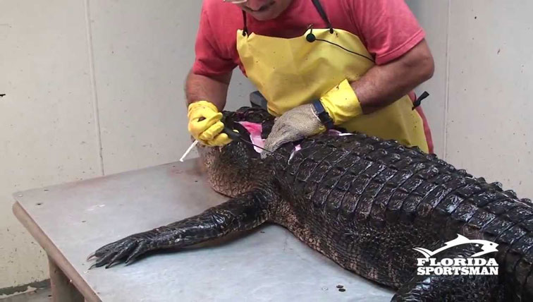 How To Debone And Skin An Alligator