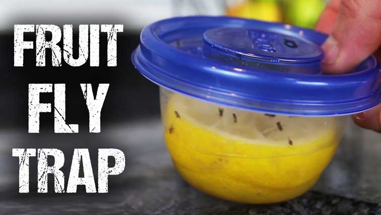 How To Make Reusable Fruit Fly Trap Using Lemons